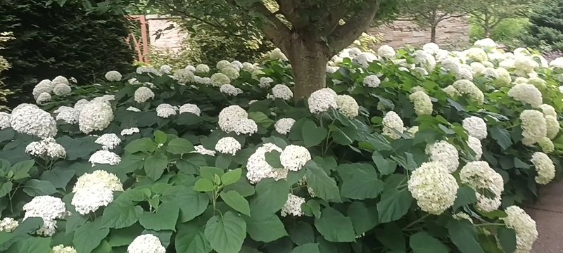 The Arboretum at Penn State photo 2