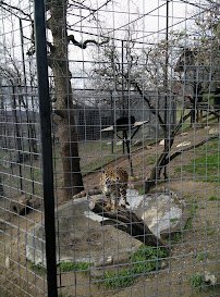 Project Survival "Cat Haven" photo 3