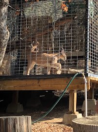 Project Survival "Cat Haven" photo 6