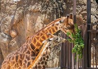 Houston Zoo photo 4