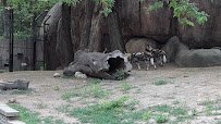 Habitat Africa! The Savannah photo 2
