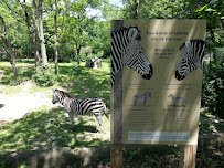 Habitat Africa! The Savannah photo 4