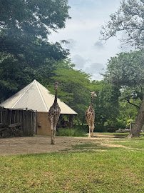 Habitat Africa! The Savannah photo 5