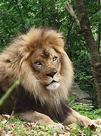 African Lions at Bronx Zoo