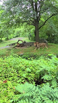 African Lions at Bronx Zoo photo 2