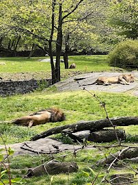 African Lions at Bronx Zoo photo 3