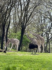 African Lions at Bronx Zoo photo 4