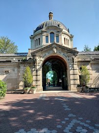 African Lions at Bronx Zoo photo 5