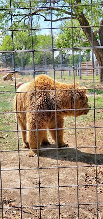 Great Bend Brit Spaugh Zoo photo 3