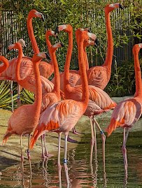 Essex County Turtle Back Zoo photo 4