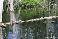 Heard Natural Science Museum & Wildlife Sanctuary