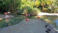 San Diego Zoo Terrace Lagoon photo 2