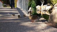 San Diego Zoo Terrace Lagoon photo 6