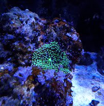 Aquatic Evolution LLC photo 4