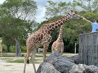 Zoo Miami photo 4