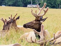Lake Tobias Wildlife Park photo 4