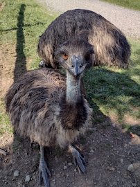 Lake Tobias Wildlife Park photo 5