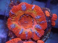 Corals Coral and More photo 2