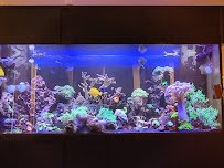 Corals Coral and More photo 3