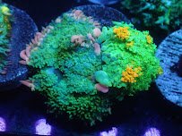 Corals Coral and More photo 5