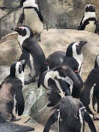 Little Rock Zoo photo 4