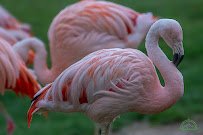 Little Rock Zoo photo 6
