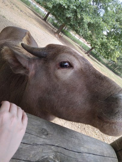 Petting Zoo