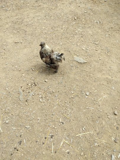 Petting Zoo photo 2