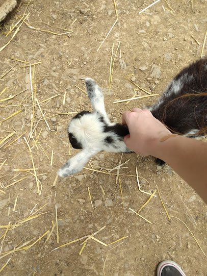 Petting Zoo photo 3