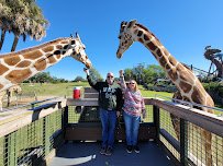 Serengeti Safari