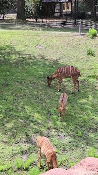 Serengeti Safari photo 2