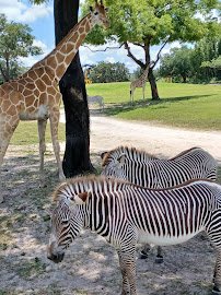 Serengeti Safari photo 4