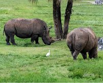 Serengeti Safari photo 4