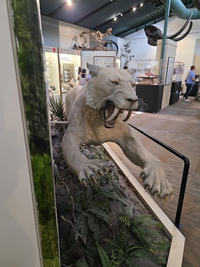 Silver River Museum & Environmental Education Center photo 6