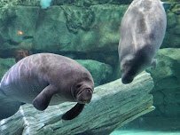 Manatee Springs