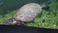 Manatee Springs photo 2