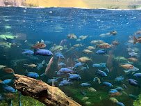 Manatee Springs photo 3