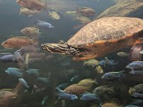 Manatee Springs photo 5