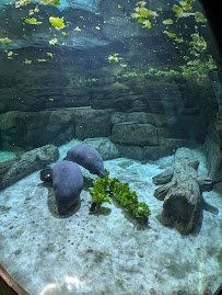 Manatee Springs photo 6