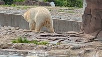 Arctic Ring of Life - Polar Bear & Sea Otter photo 2