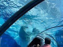 Arctic Ring of Life - Polar Bear & Sea Otter photo 3