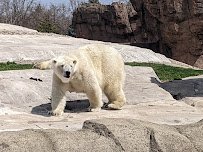 Arctic Ring of Life - Polar Bear & Sea Otter photo 4
