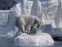 Arctic Ring of Life - Polar Bear & Sea Otter photo 5