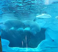 Arctic Ring of Life - Polar Bear & Sea Otter photo 6