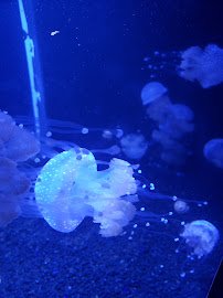 Point Defiance Zoo & Aquarium Gate 6 photo 5