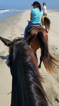 Pony Land: Pony Rides & Petting Zoo photo 2