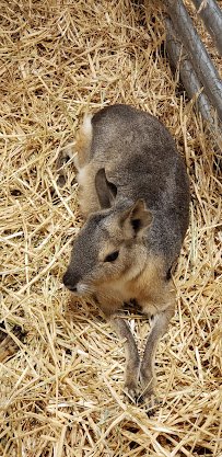 Cool Zoo Wildlife Center photo 3