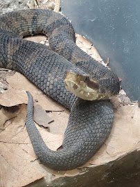 World of Reptiles and Friends