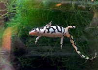World of Reptiles and Friends photo 2