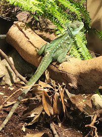 World of Reptiles and Friends photo 3